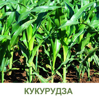 kukuruza