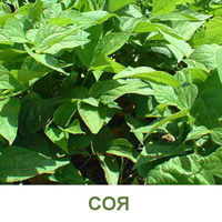 soya